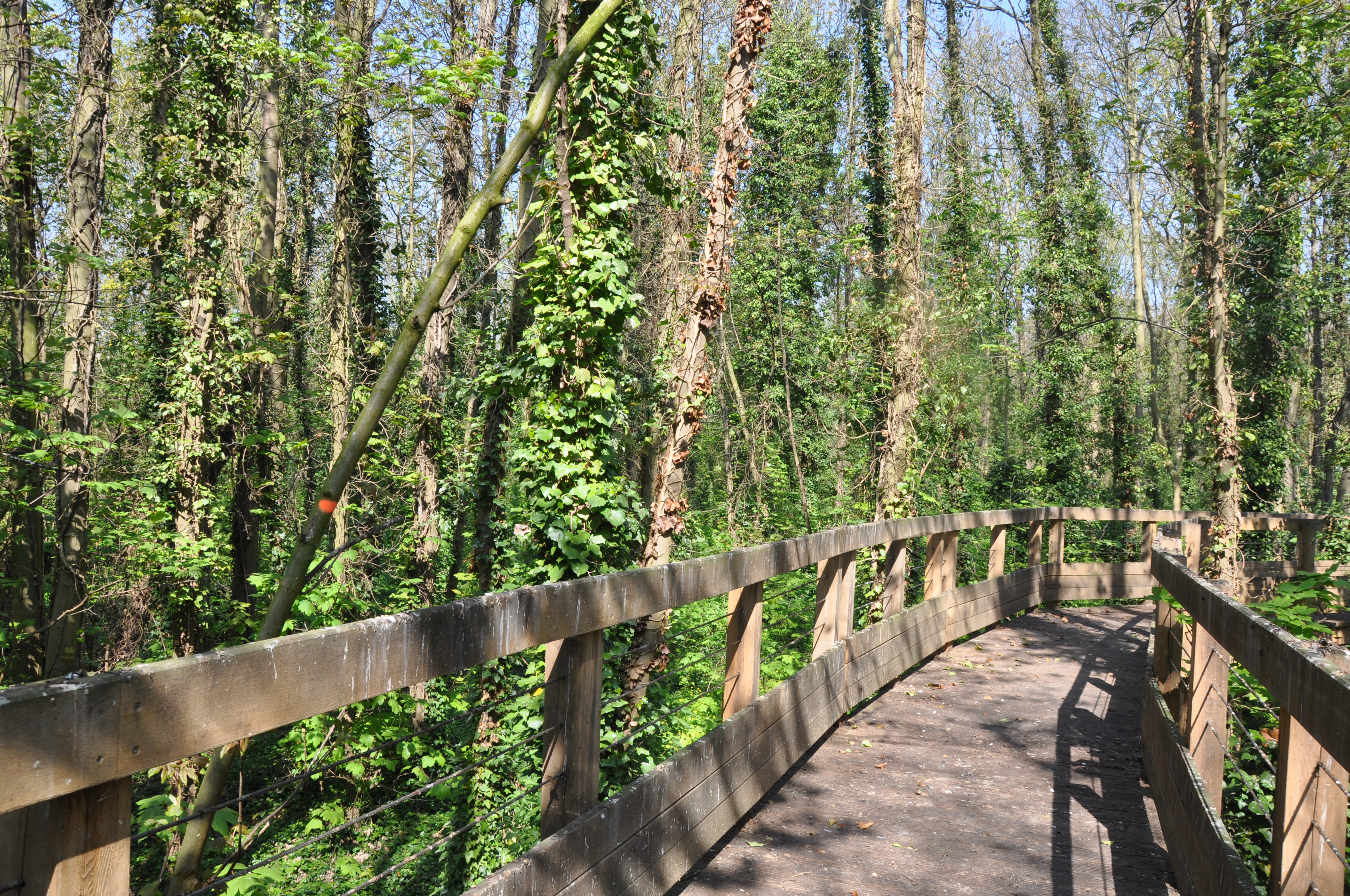 Clôture de bois long et pont dans la forêt le long d'un sentier de